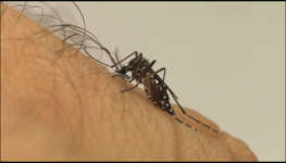Aedes aegypti tem se adaptado ao frio | Foto: Agência Brasil