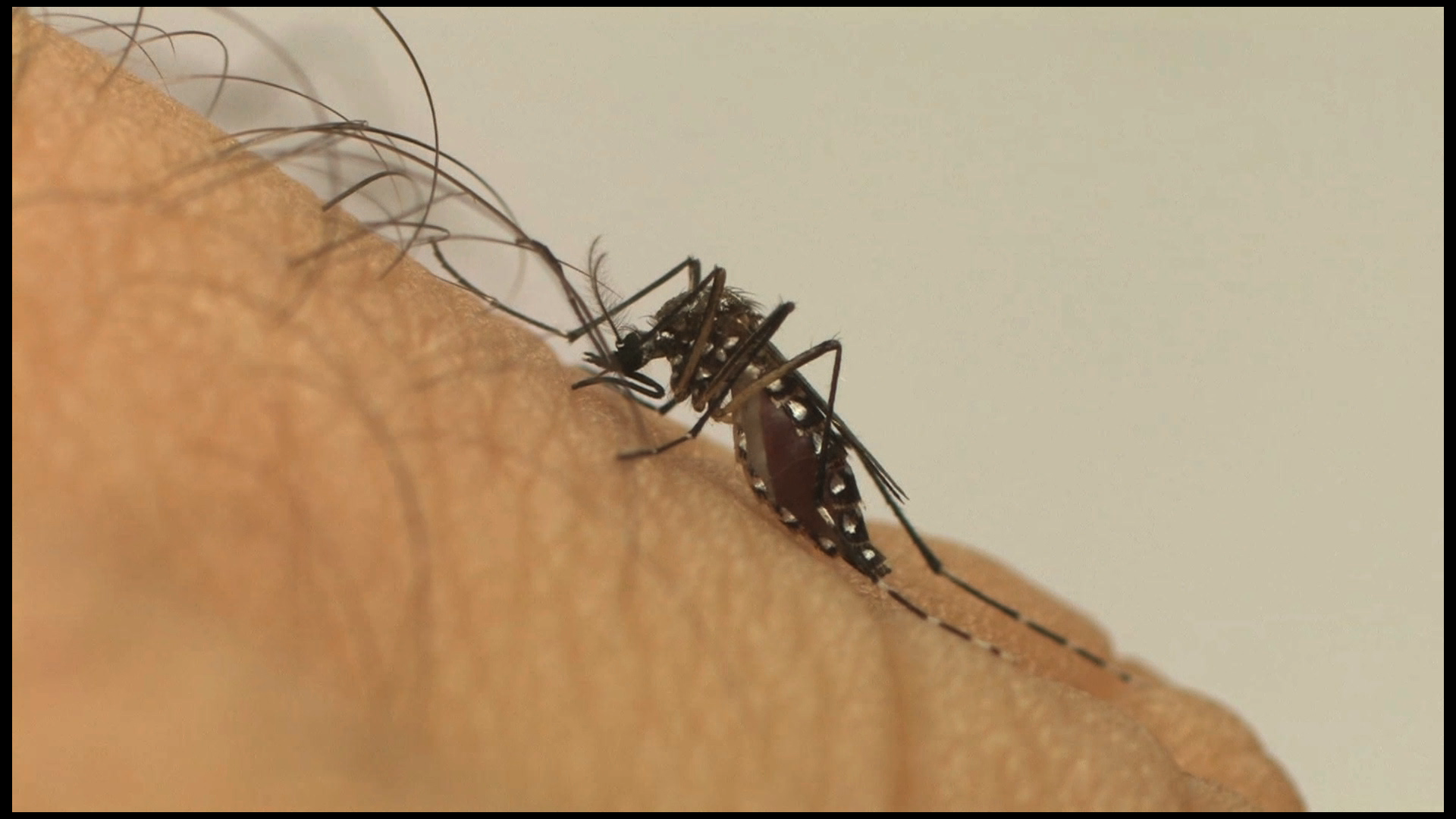 Aedes aegypti tem se adaptado ao frio | Foto: Agência Brasil