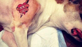 Infratores podem ser punidos com multas e até prisão | Foto: rede social Cachorro tatuado. Tatuagem animais | Foto: Gab. Dep. Edmir Chedid/ALESP