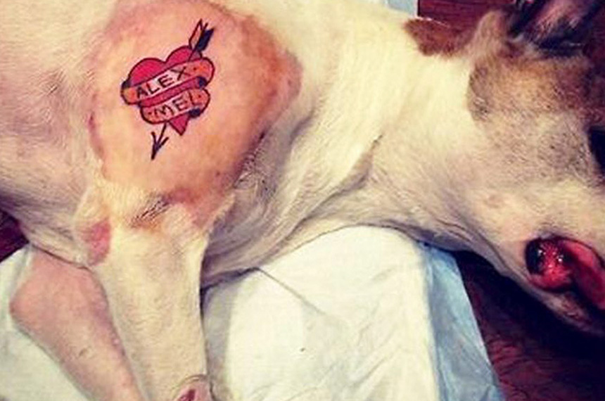 Infratores podem ser punidos com multas e até prisão | Foto: rede social Cachorro tatuado. Tatuagem animais | Foto: Gab. Dep. Edmir Chedid/ALESP