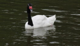 O vírus foi identificado em um cisne de pescoço negro, localizado na Lagoa Garzón, na região litoral sul do Uruguaio Foto: divulgação/ Édison Borges/UFRGS