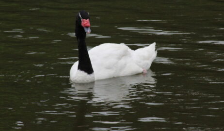O vírus foi identificado em um cisne de pescoço negro, localizado na Lagoa Garzón, na região litoral sul do Uruguaio Foto: divulgação/ Édison Borges/UFRGS