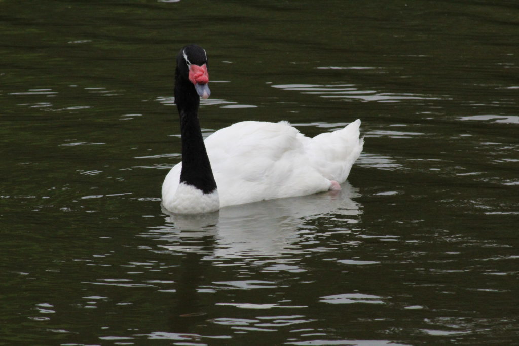 O vírus foi identificado em um cisne de pescoço negro, localizado na Lagoa Garzón, na região litoral sul do Uruguaio Foto: divulgação/ Édison Borges/UFRGS