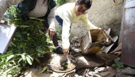 Doenças causadas pelo mosquito Aedes Aegypty estão entre os principais problemas de saúde pública no estado. | Foto: SES.