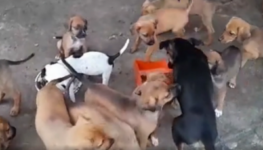 Vários filhotes de cachorros foram encontrados no local | Foto: reprodução/vídeo