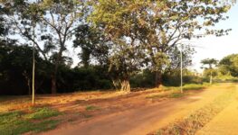 Parque Leolídio di Ramos Caiado, em Goiânia | Foto: divulgação/leitor Jornal Opção