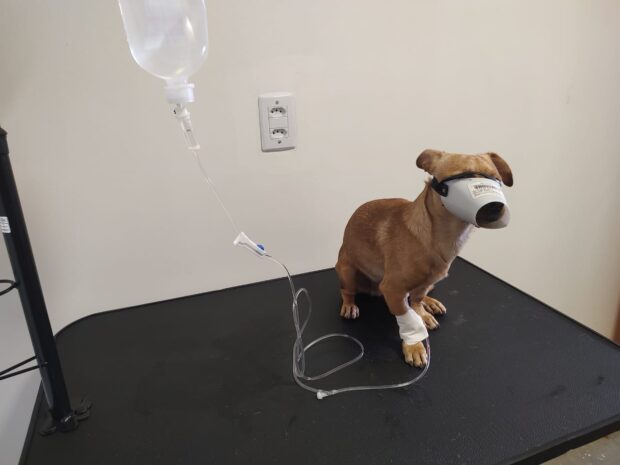 Cão cadastro no UPA Pet | Foto: AMMA