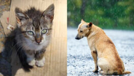 Cães e gatos em situação de rua | Foto: reprodução