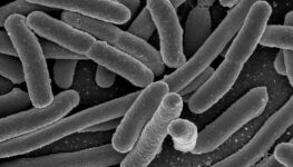 E. coli