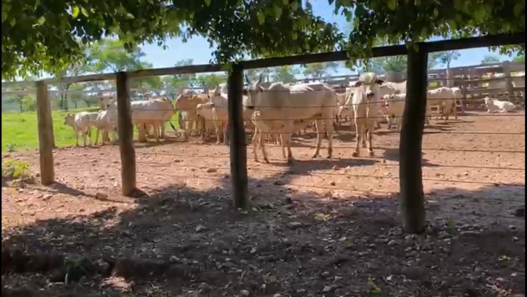 Roubo de gado | Foto: divulgação/SSP-GO