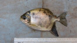 Nova espécie de pacu | Foto: divulgação