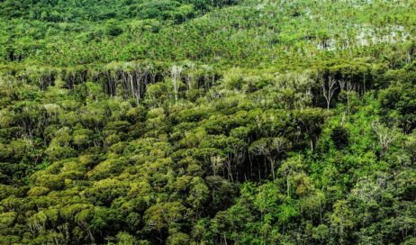 Florestas em pé é sinônimo de crédito | Foto: reprodução