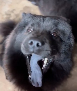 Cachorra