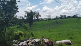 vacas Itaberaí