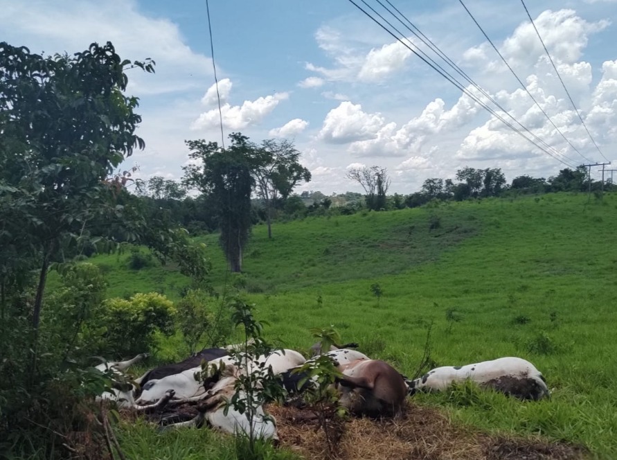 vacas Itaberaí