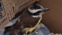 Animais silvestres resgatados