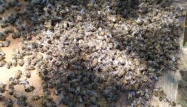 Abelhas encontradas mortas em Goiás | Foto: divulgação/Dema