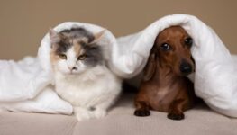 Cães e gatos