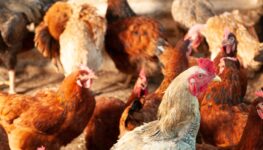 Segundo Agrodefesa, a avicultura goiana segue sem registros de casos de Influenza Aviária | Foto: Enio Tavares