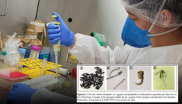 Testes de ovos da Aedes aegypti | Foto: arquivo pessoal