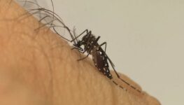 Dengue sintomas