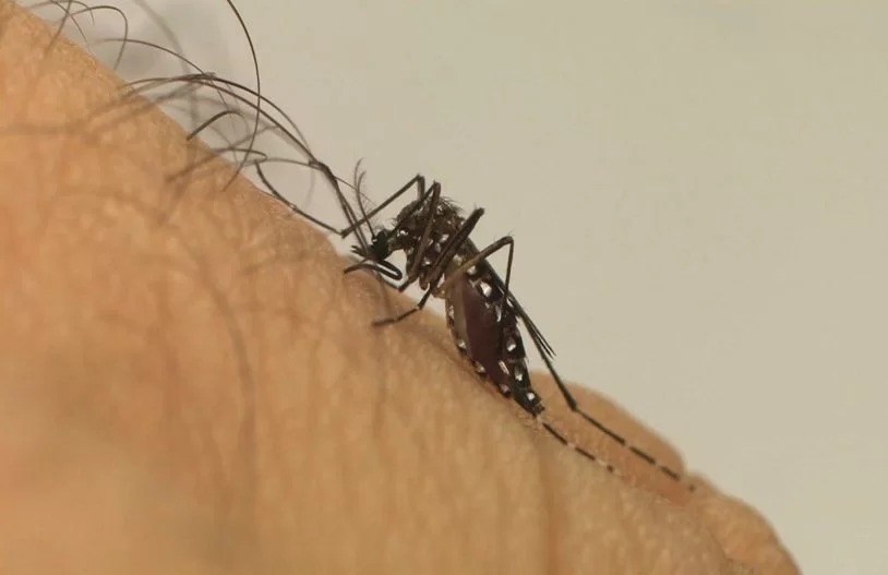 Dengue sintomas
