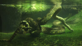 Anaconda verde encontrada na Amazônia | Foto: divulgação/Shutterstock
