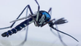 Vírus Mayaro do mosquito Haemagogus janthinomys | Fofo: divulgação/Fiocruz