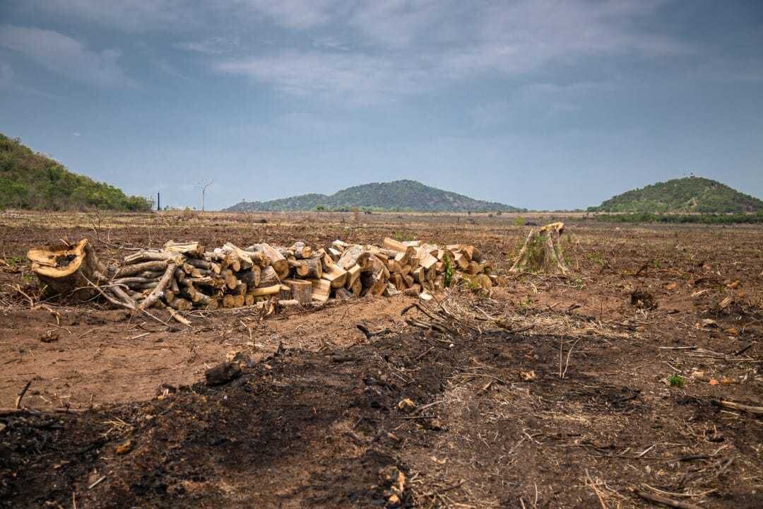 Cerrado em risco eminente | Foto: divulgação