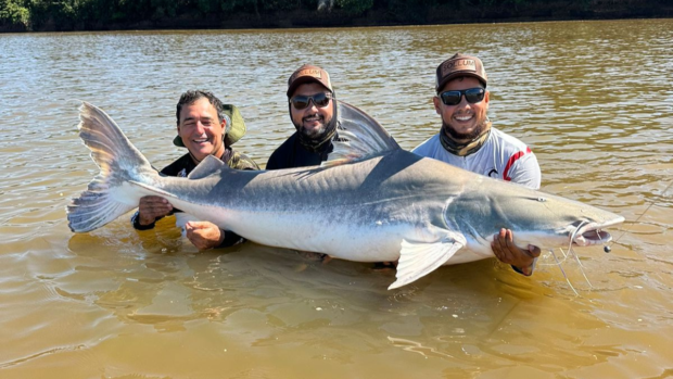 Samuel Matias, Vagner Leite e Lucas Muniz com a piraíba de 2,05 metros fisgado no rio Araguaia | Foto: divulgação