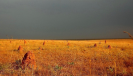 Campo limpo do Cerrado: aparência desértica que abriga diversas espécies de fauna e flora | Foto: Kennedy Borges/ICMBio