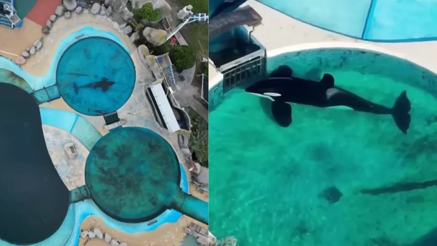 kshamenk-a-orca-que-vive-isolada-em-parque-argentino-desde-1992-1750956634232_v2_900x506.jpg