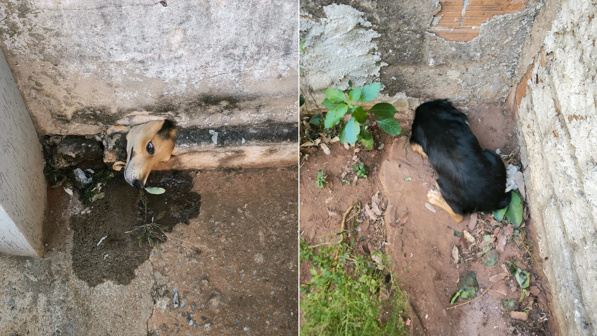 Cachorro com a cabeça presa no cano