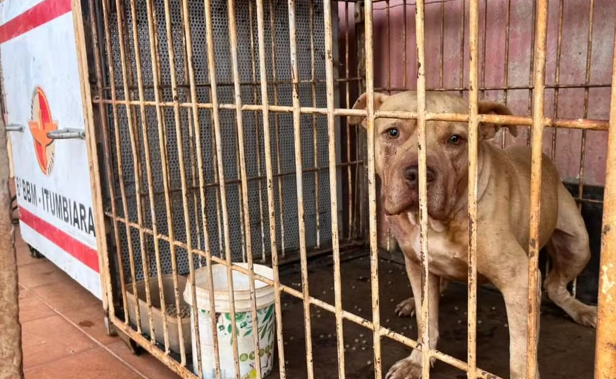 pit bull Corpo de bombeiros itumbiara