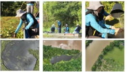 Macrófitas Araguaia em foco