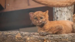 filhote-de-jaguarundi