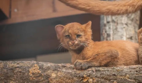 filhote-de-jaguarundi