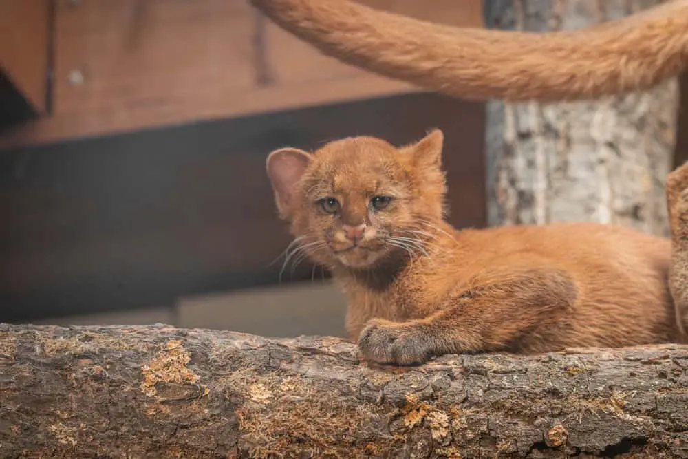 filhote-de-jaguarundi