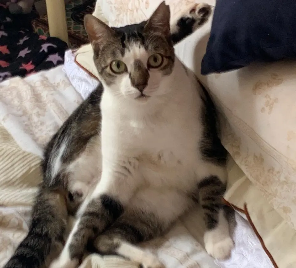 Serafim gato 867