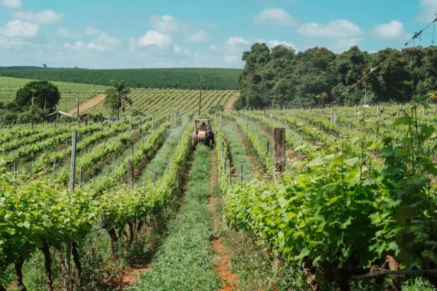 Vinícola Maria Maria em Boa Esperança Minas Gerais foto da Vinicola Maria Maria