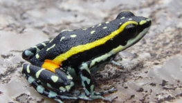 Ameerega_flavopicta