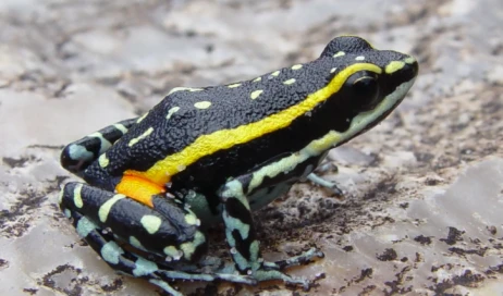 Ameerega_flavopicta