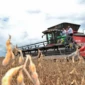 Agricultura em Goiás