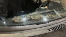 Cobra em carro