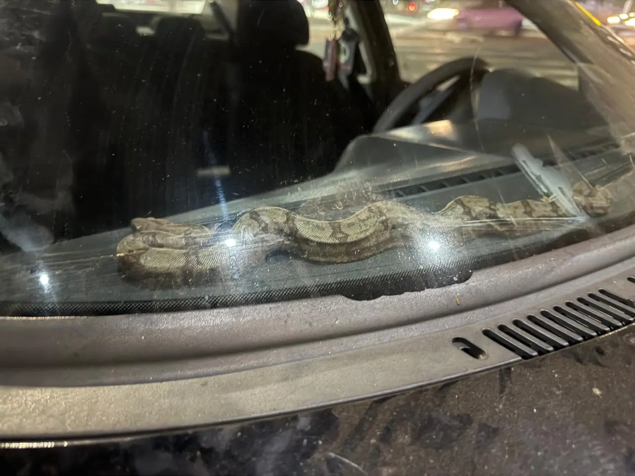 Cobra em carro