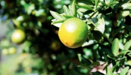 1412249-laranja-na-arvore-em-gratis-foto