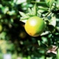 1412249-laranja-na-arvore-em-gratis-foto
