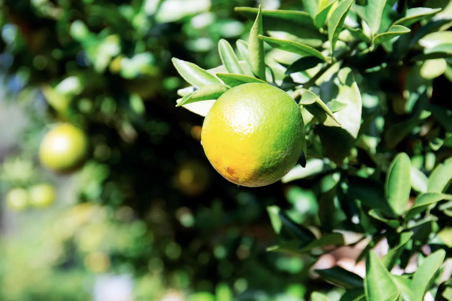1412249-laranja-na-arvore-em-gratis-foto