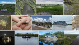 Vida na bacia do Rio Araguaia foto araguaia em foco
