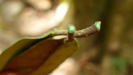 Pycnandra acuminata
